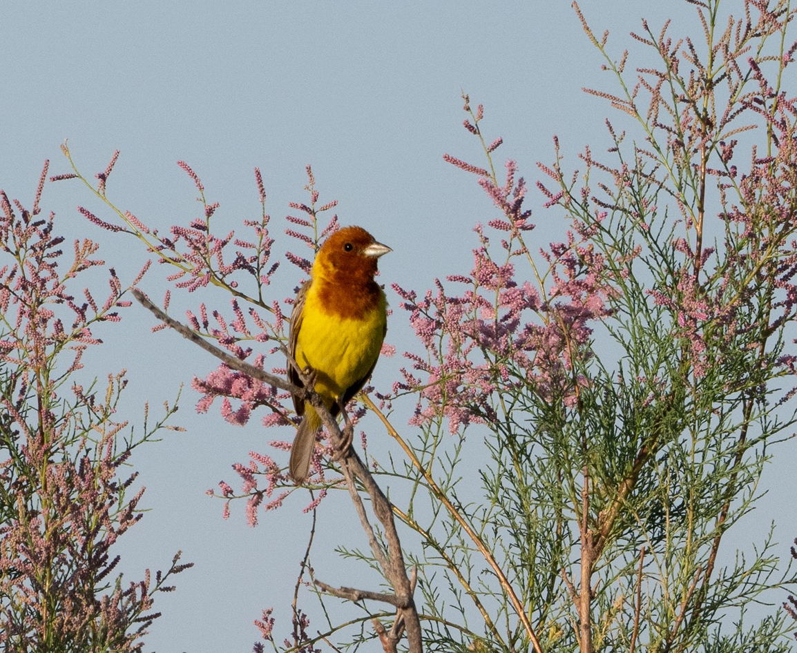 Red-headed Bunting