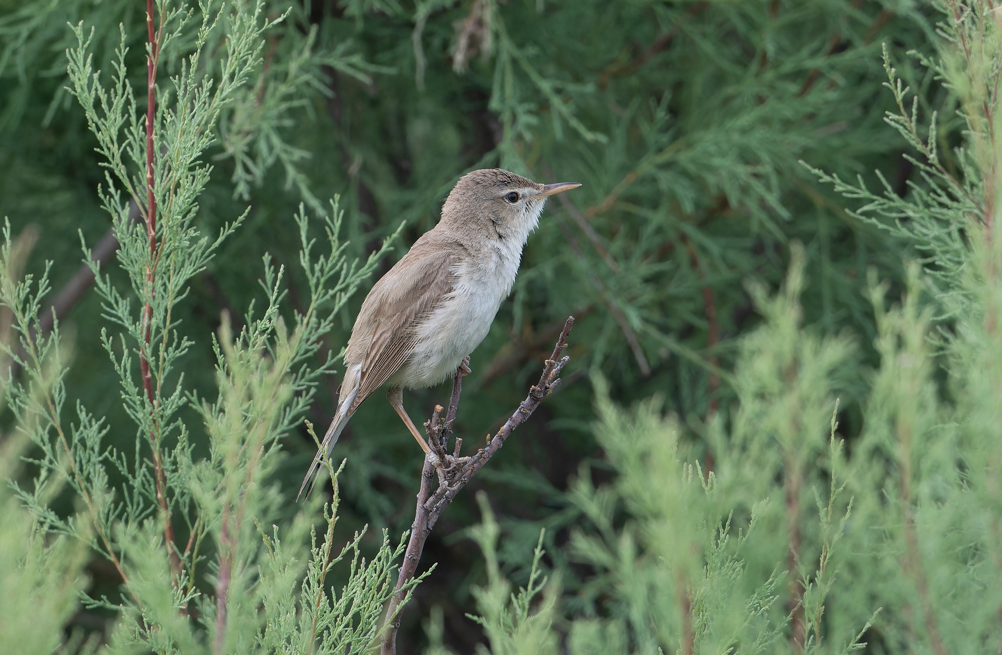 Sykes's Warbler