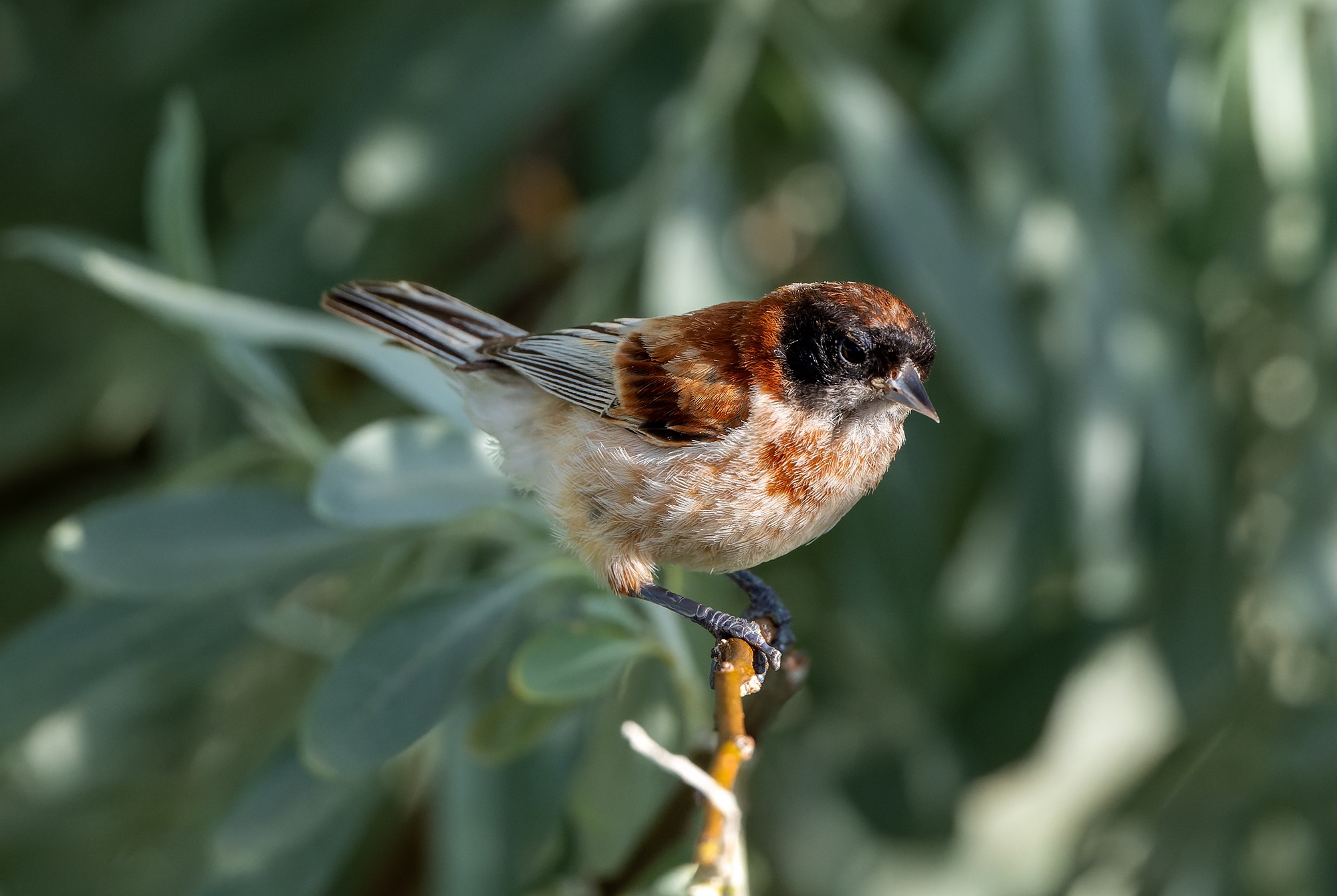 Eurasian Penduline Tit