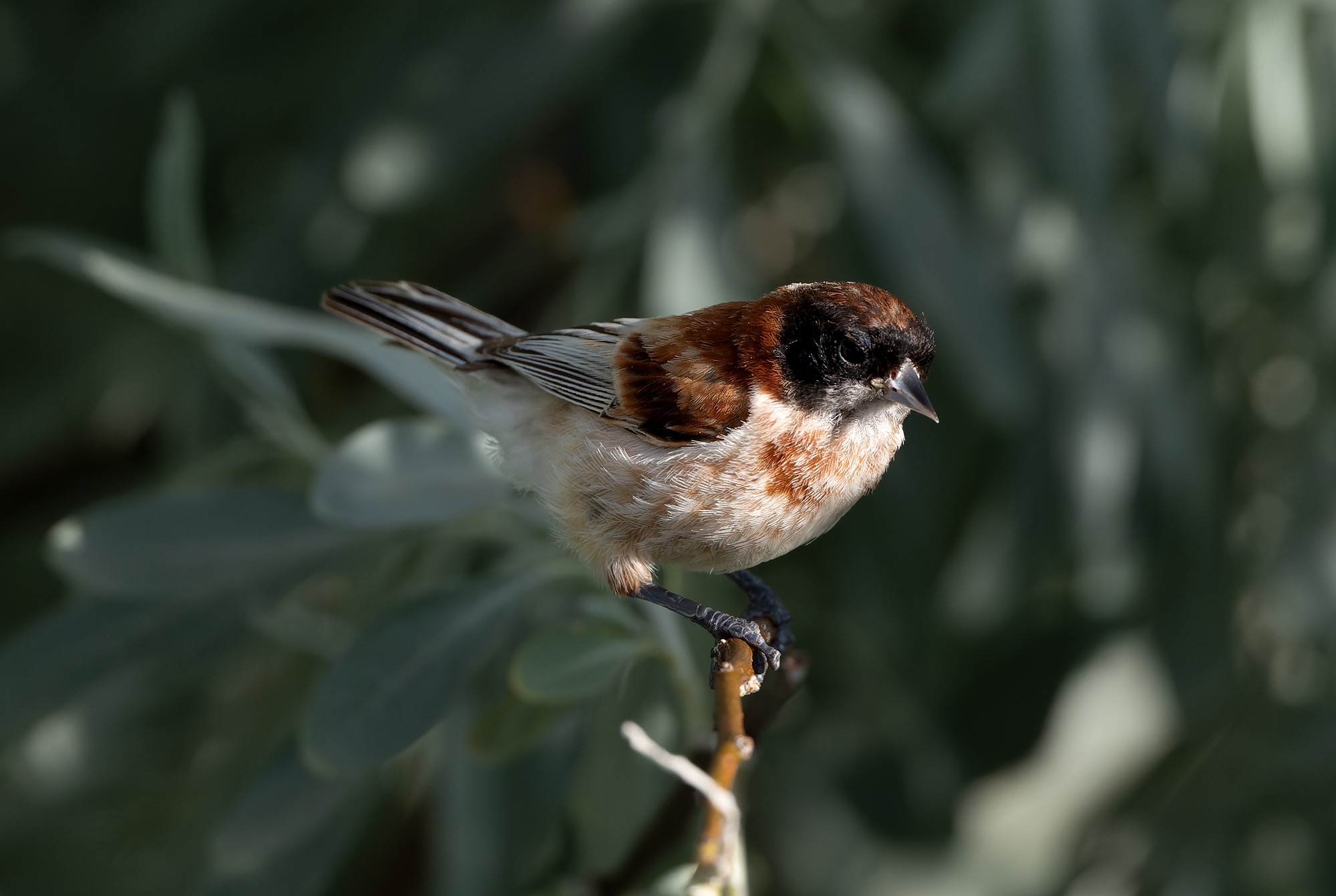 Eurasian Penduline Tit