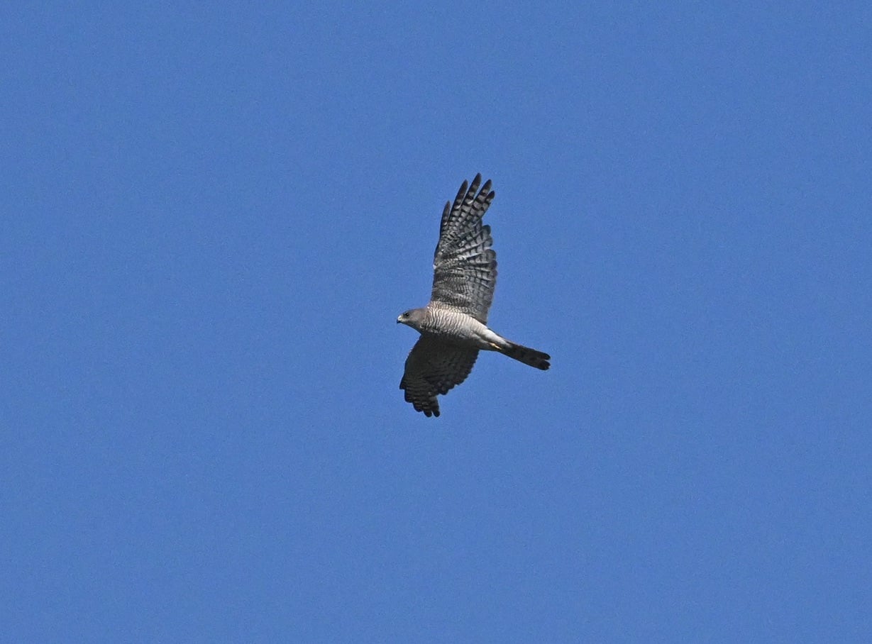 Levant Sparrowhawk