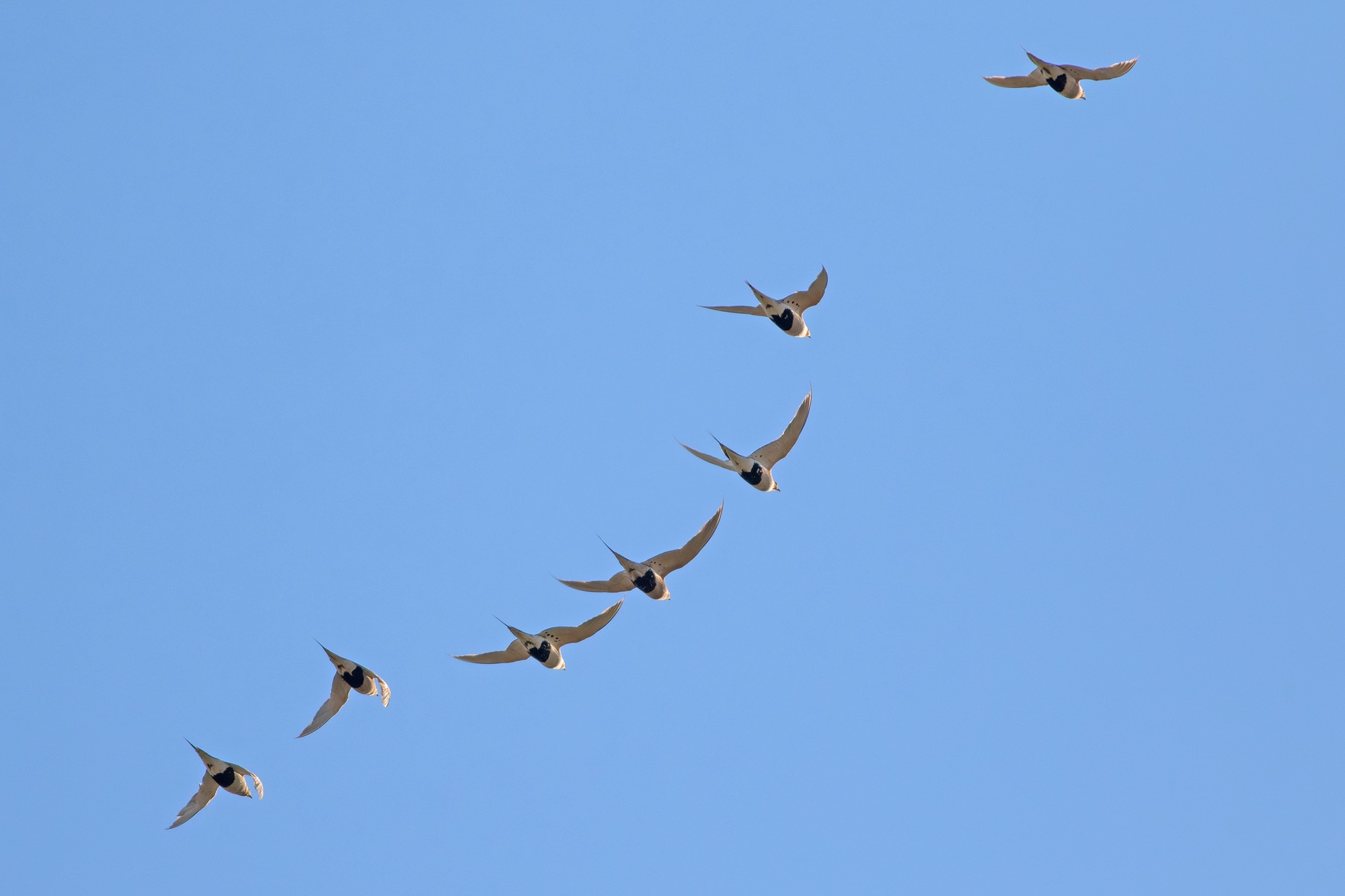 Pallas's Sandgrouse