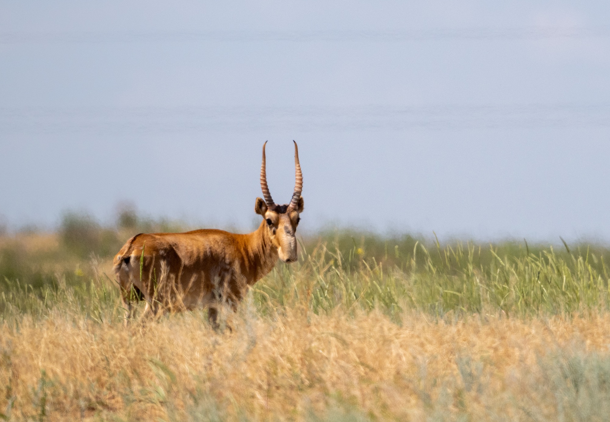 Saiga Antelope
