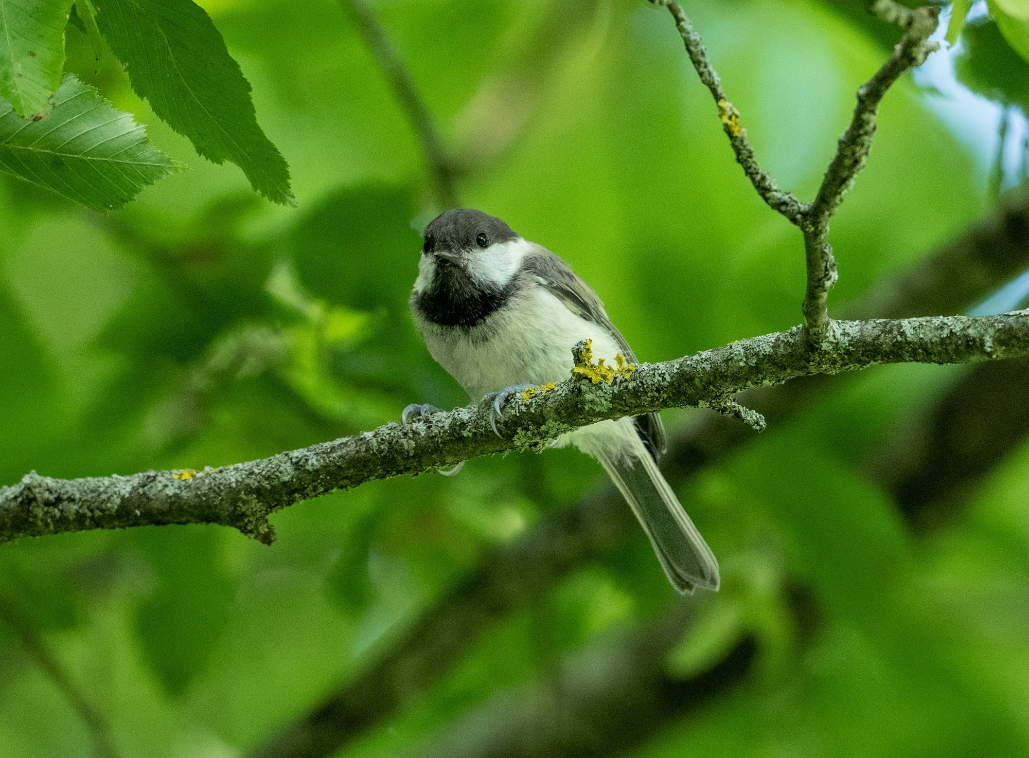 caspian tit