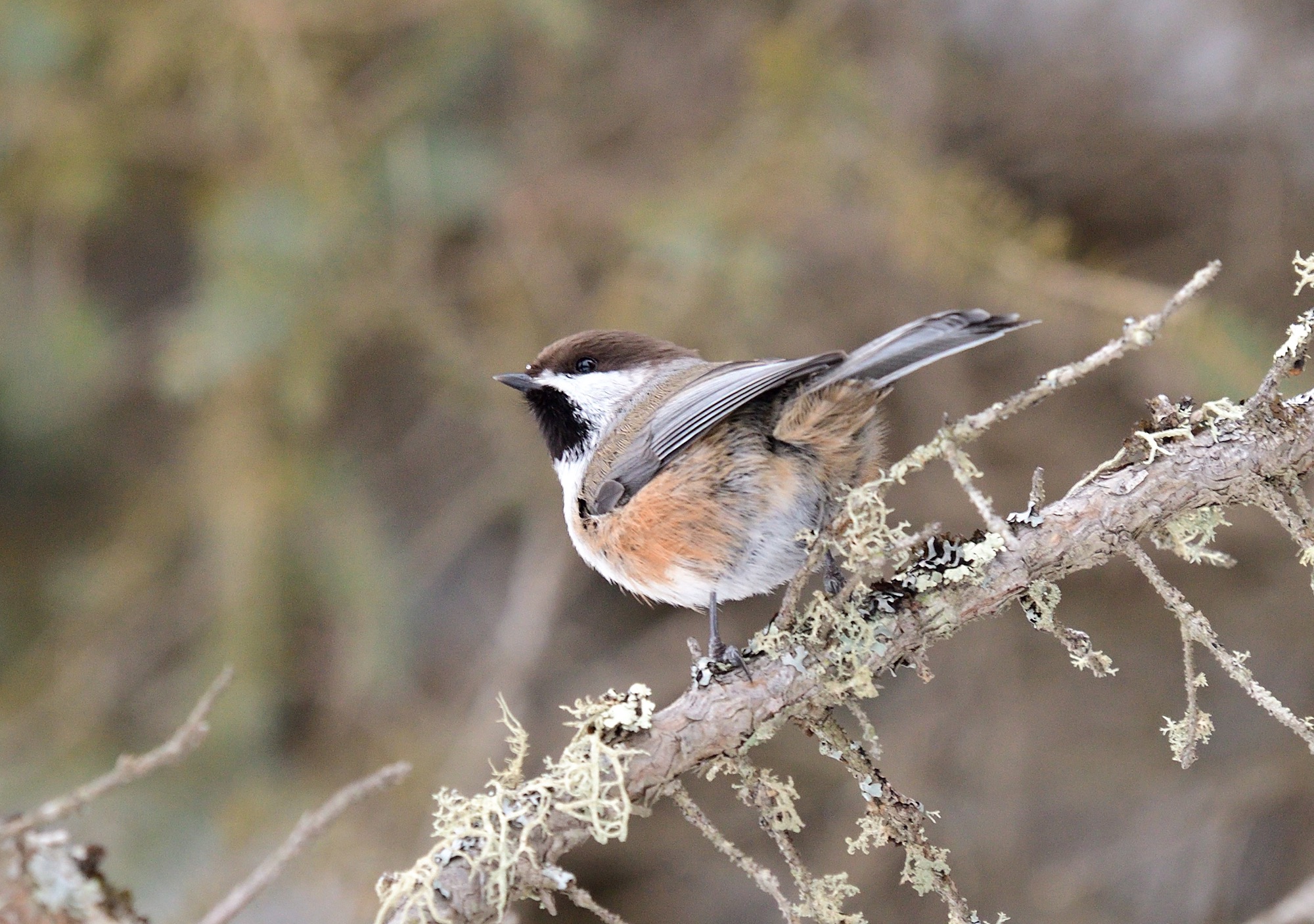 Boreal Chickadee