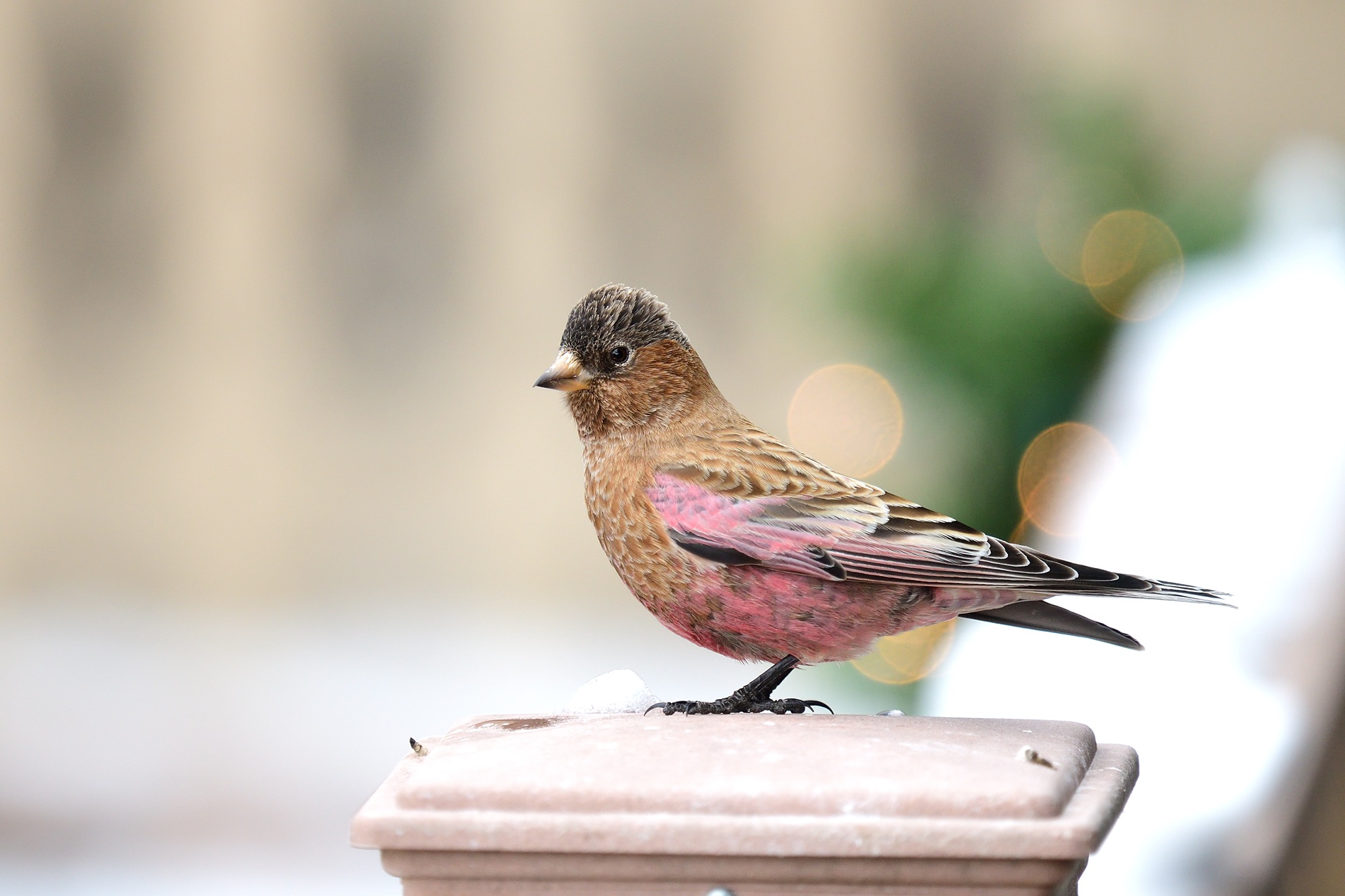 brown-capped rosy-finch