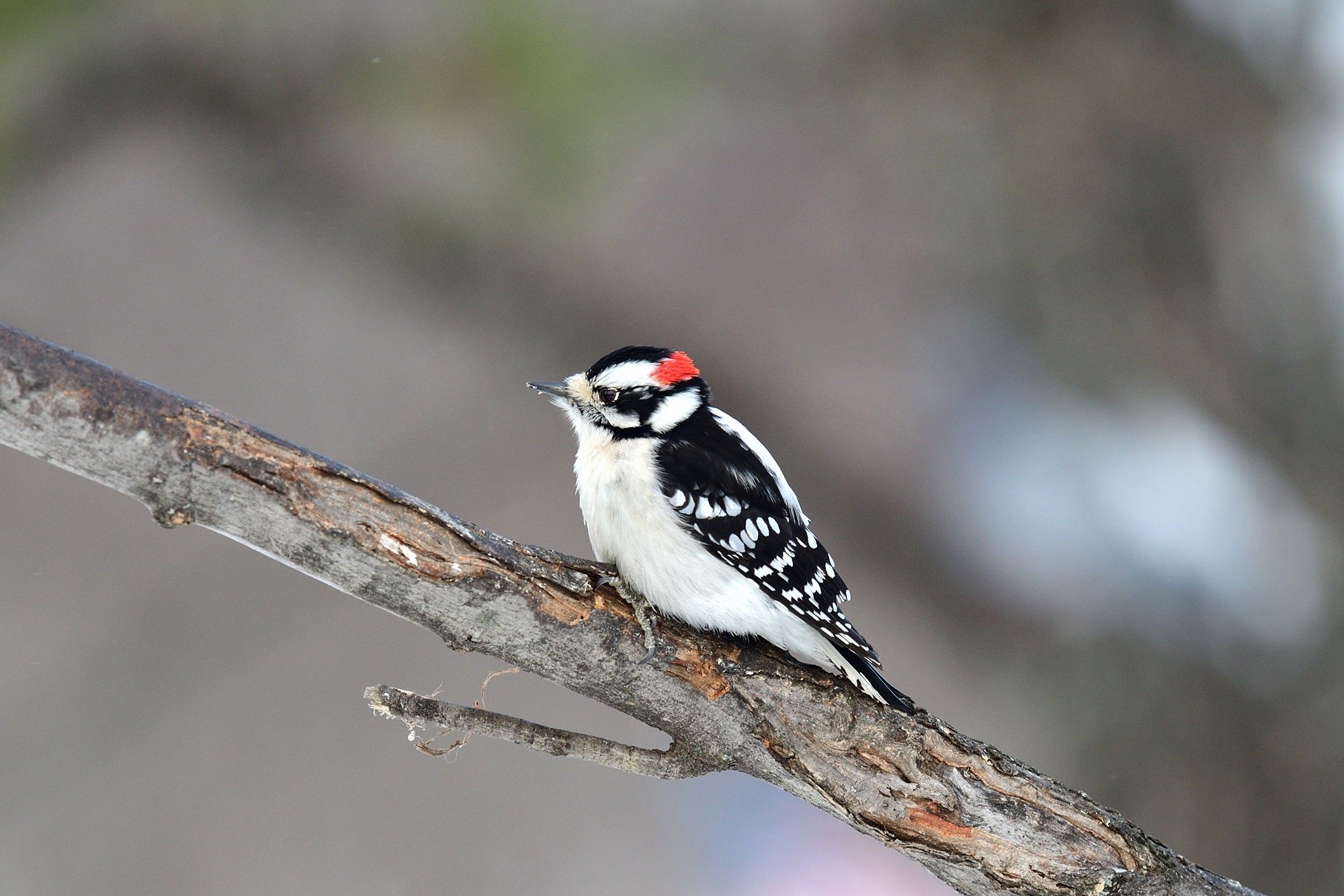 Downy Woodpecker