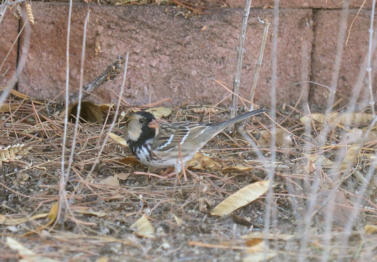 Harris's Sparrow