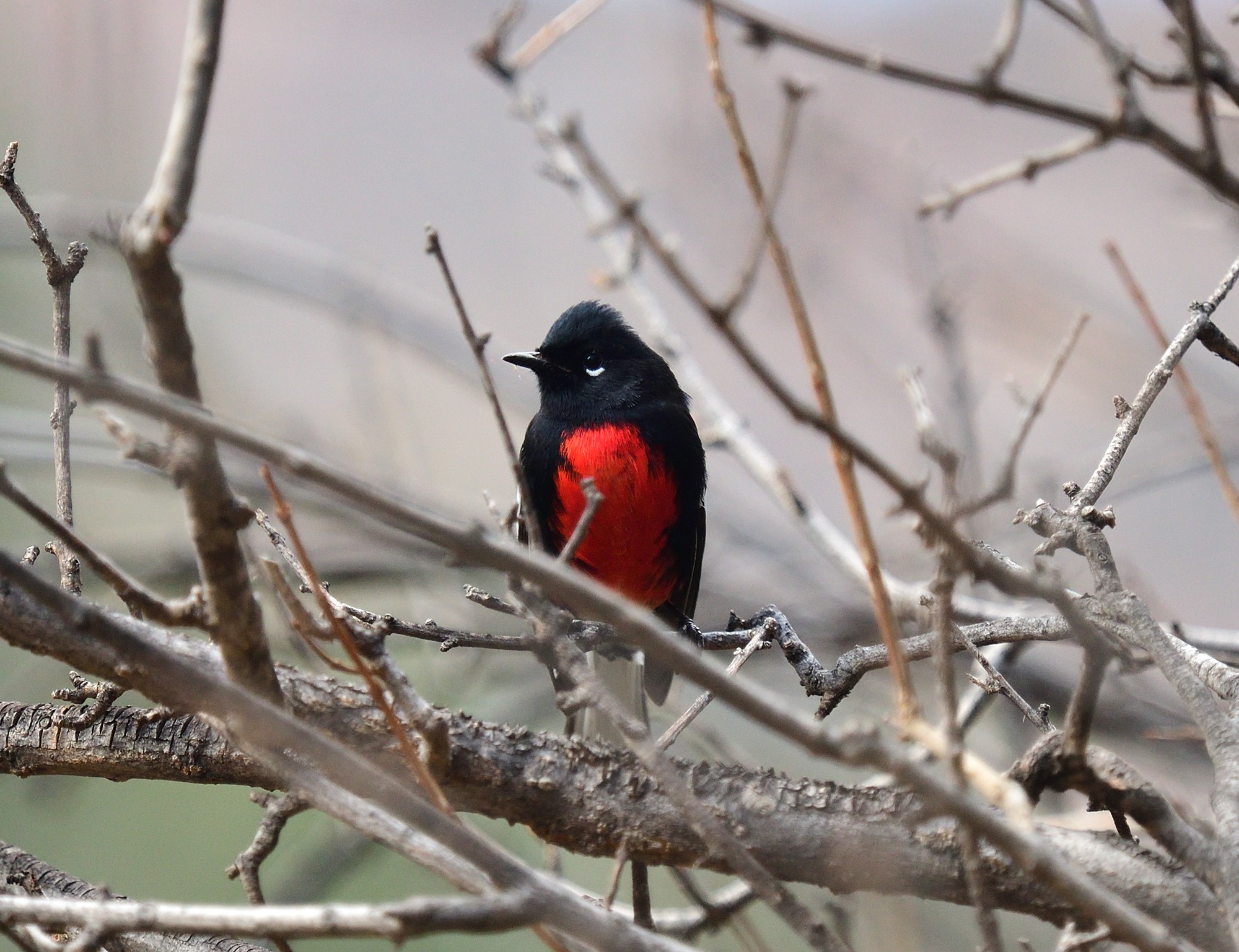Painted Whitestart
