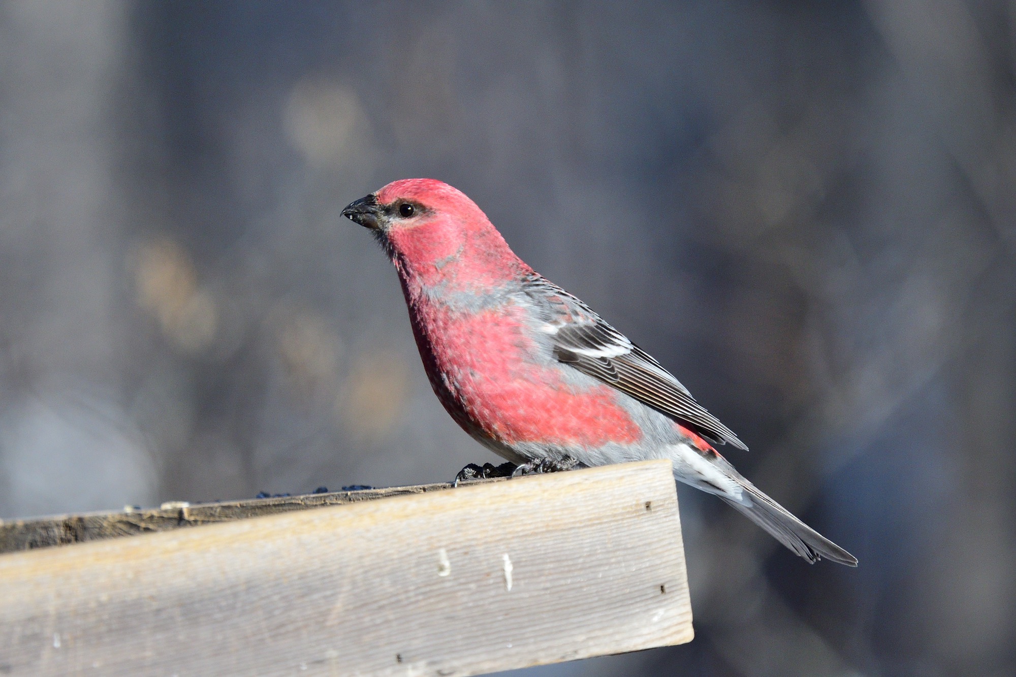 pine grosbeak