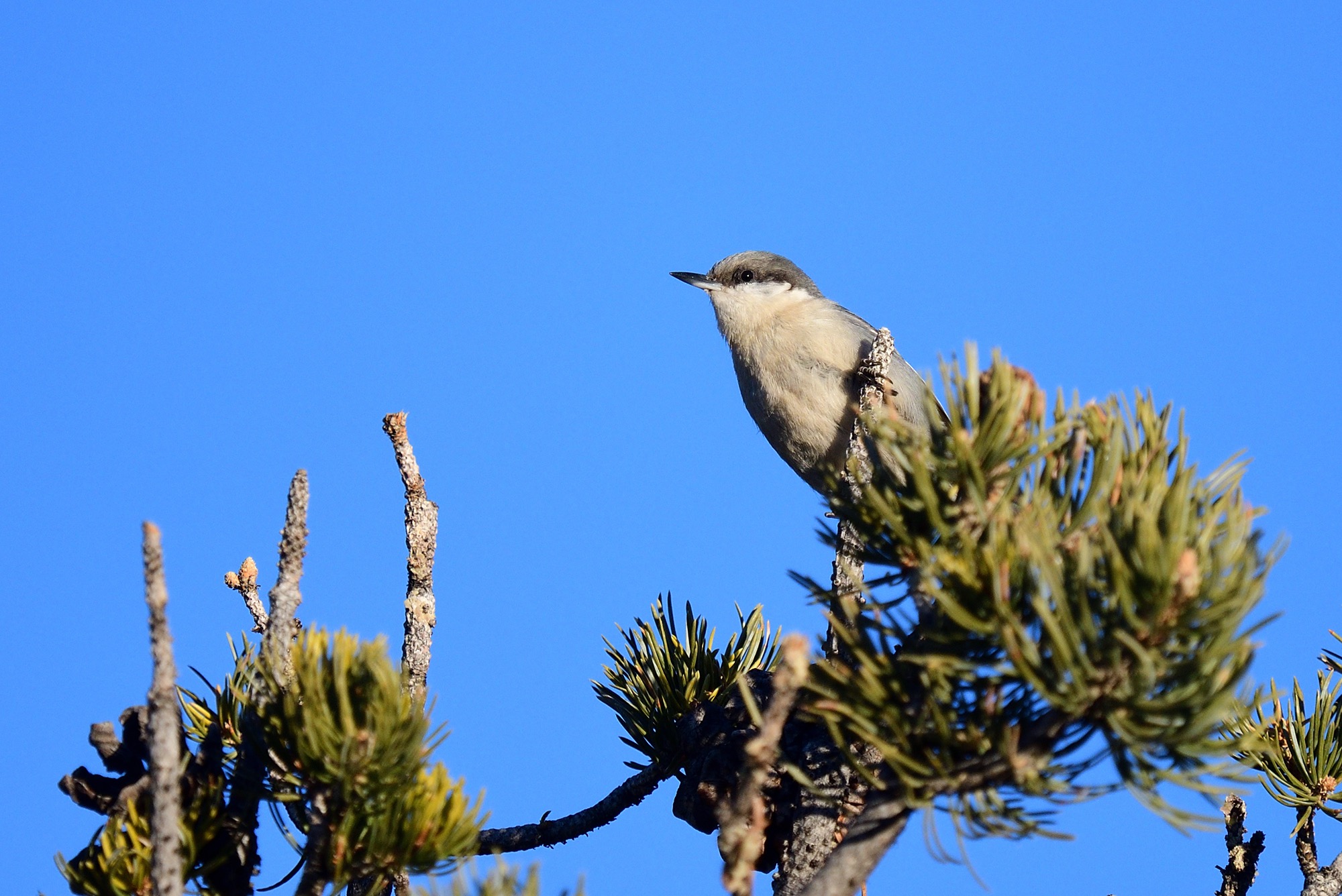 Pygmy Nuthatch