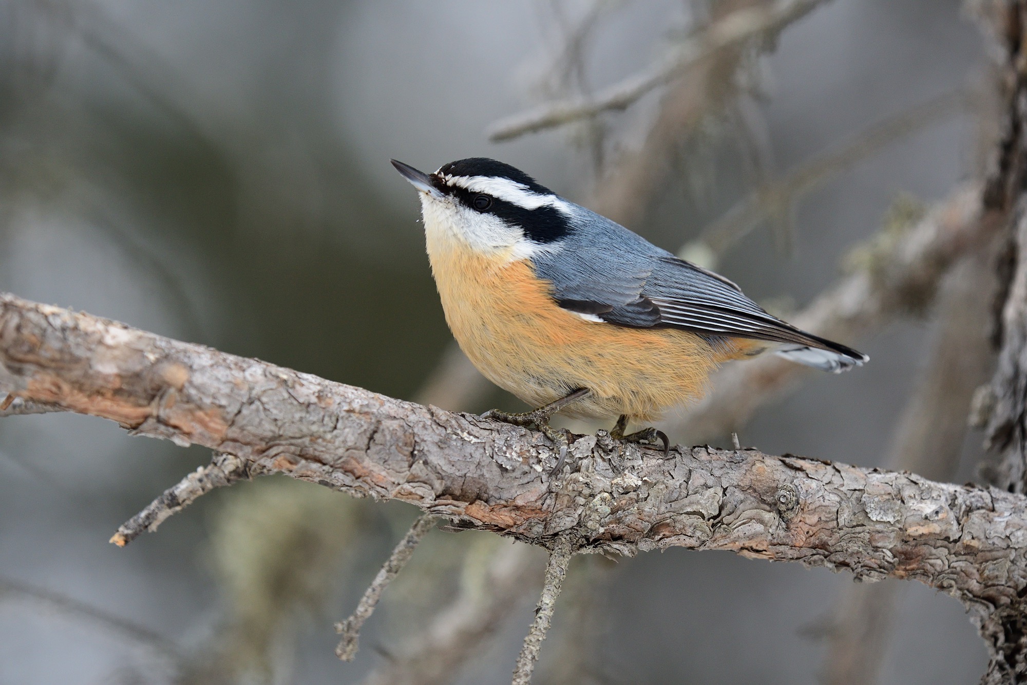 Red-breasted Nuthatch