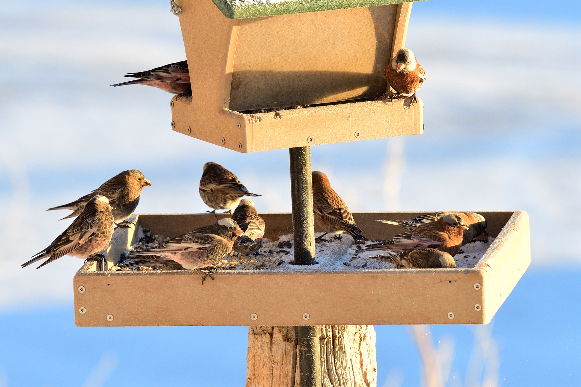 Rosy-Finch flock at Sandia Crest