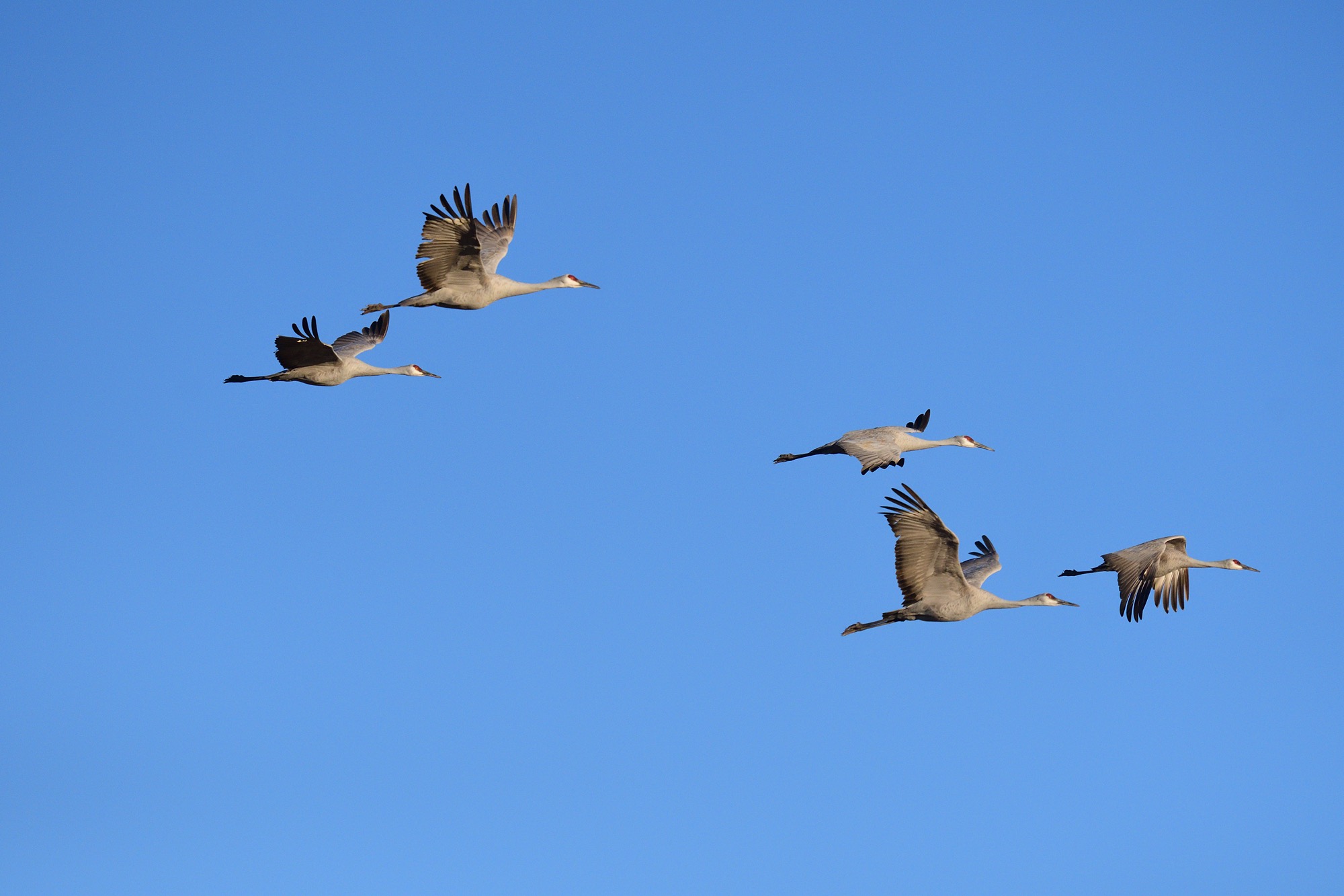 Sandhill Cranes