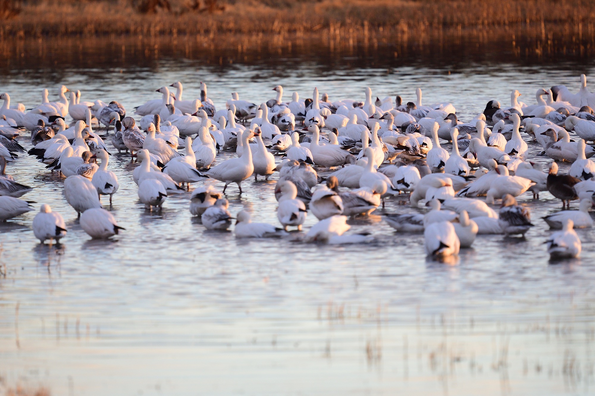 Snow geese