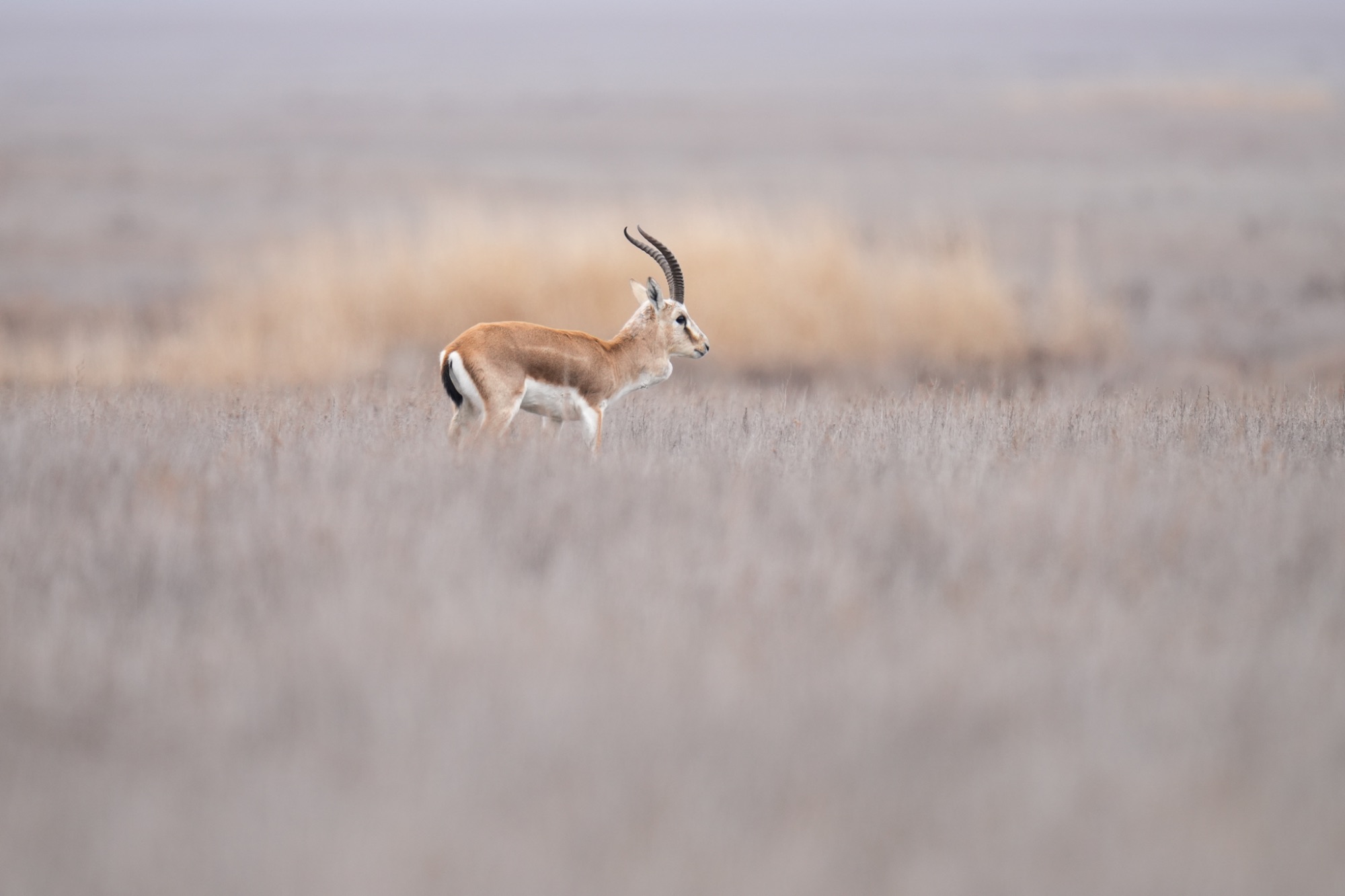 Goitered Gazelle