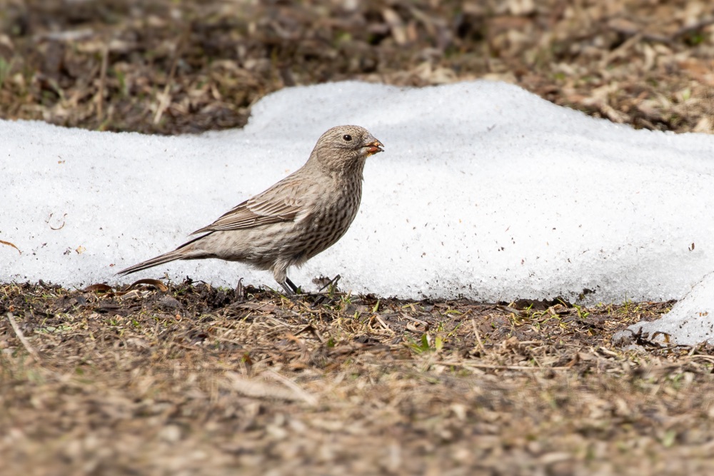 Great Rosefinch