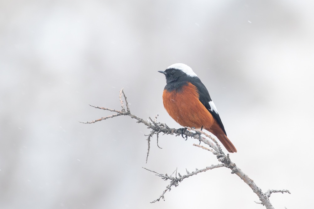 White-winged Redstart