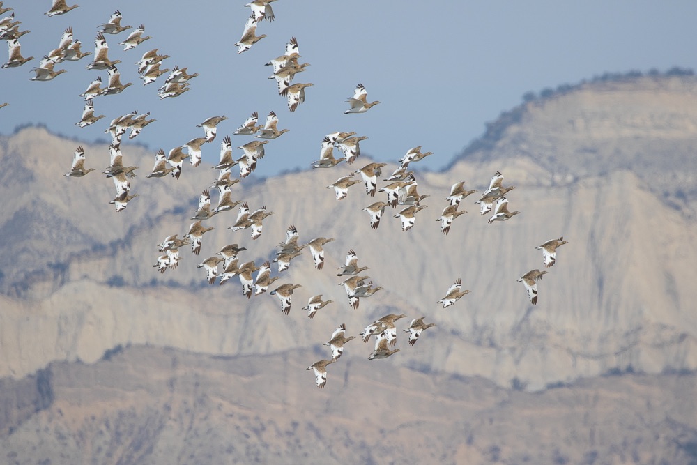 Little Bustards