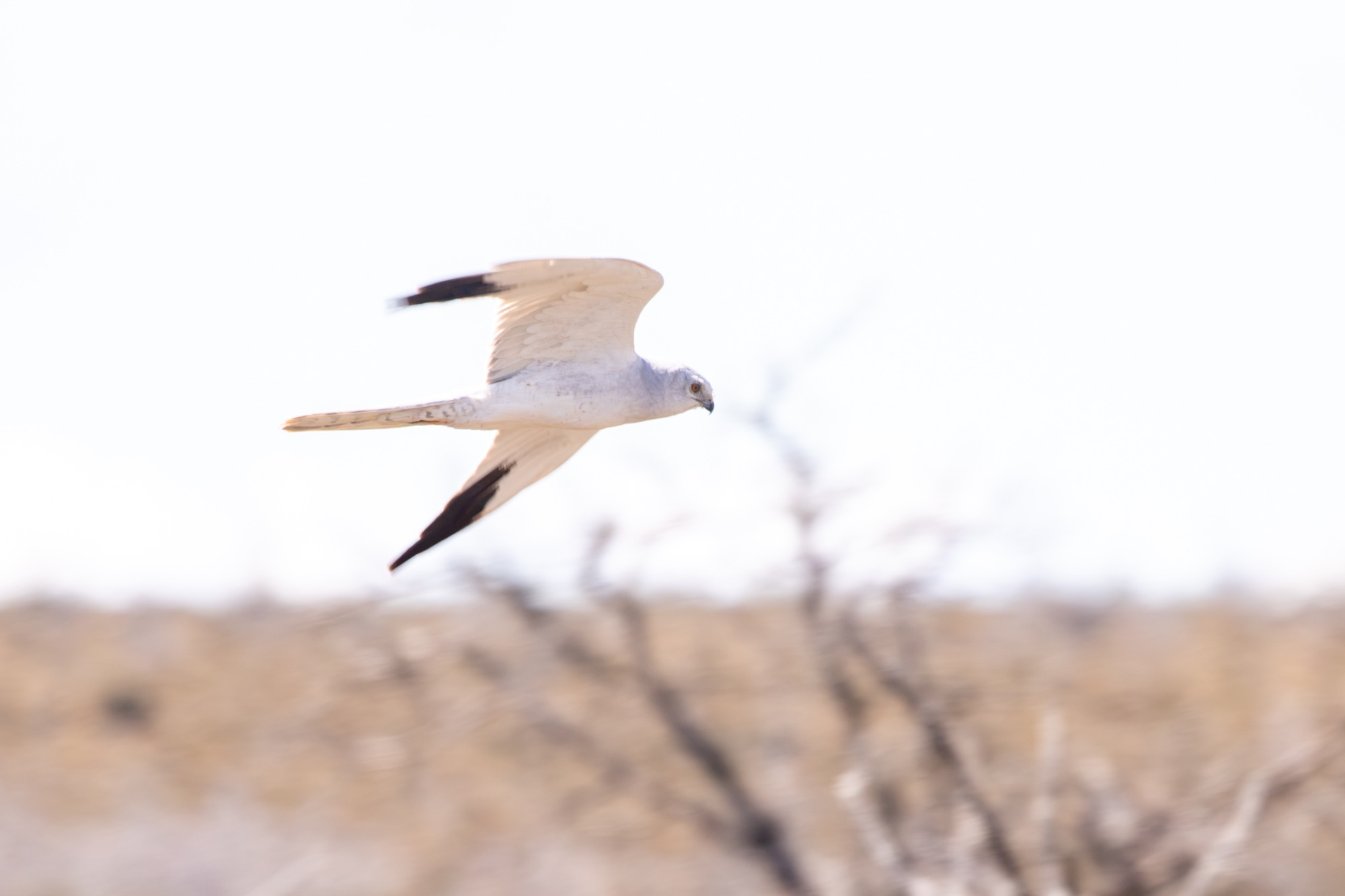 Pallid Harrier
