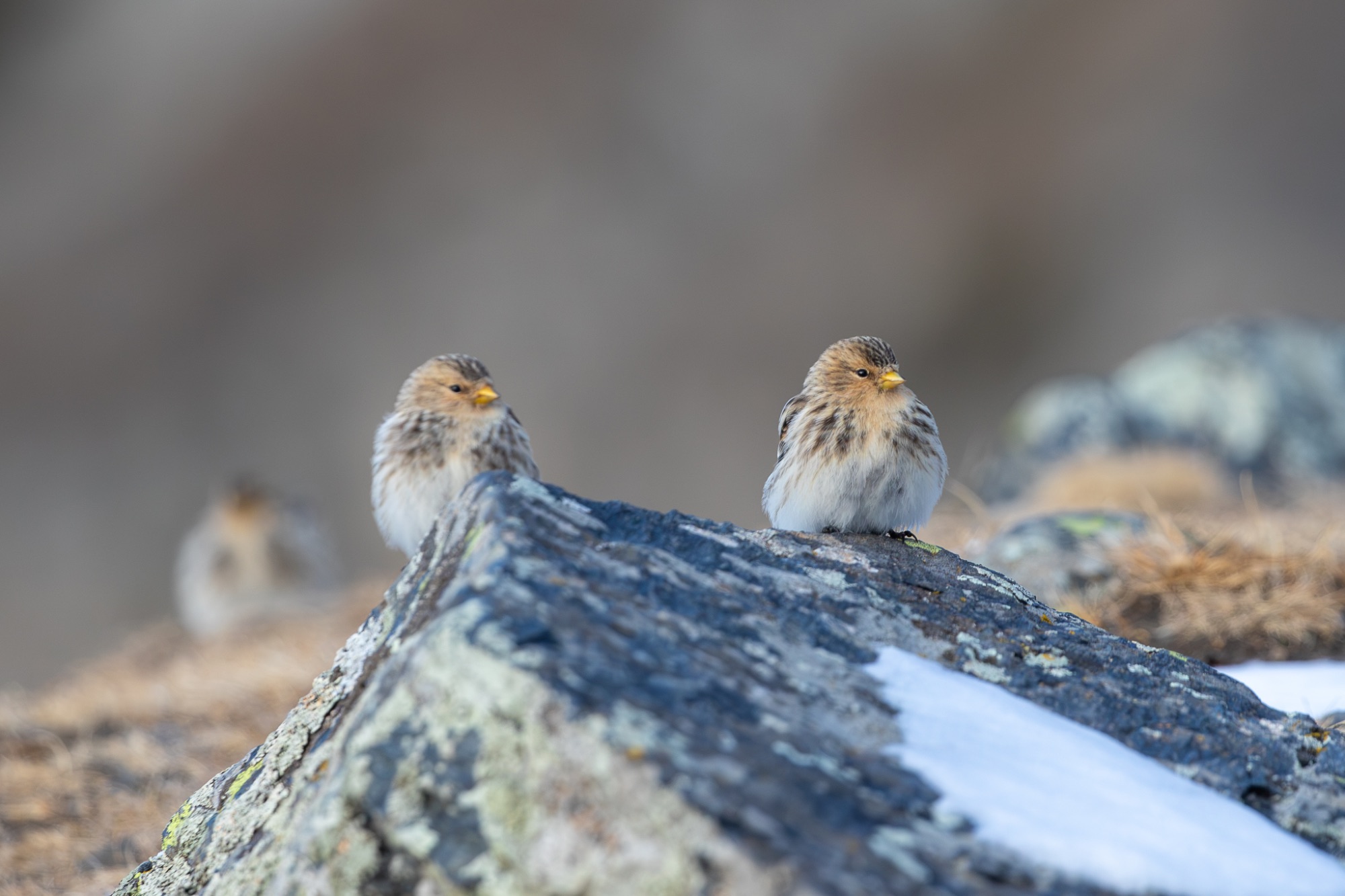Twite