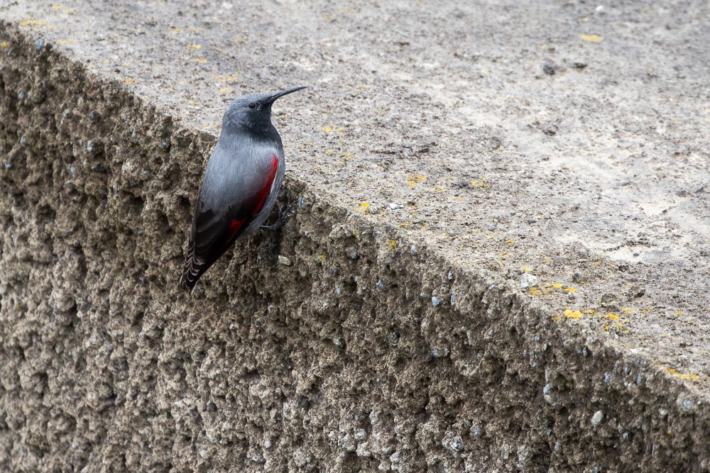 Wallcreeper