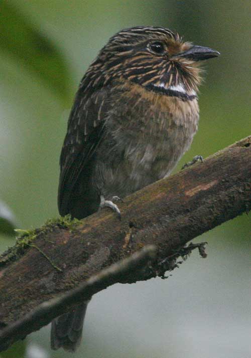 Crecent-chested-Puffbird3