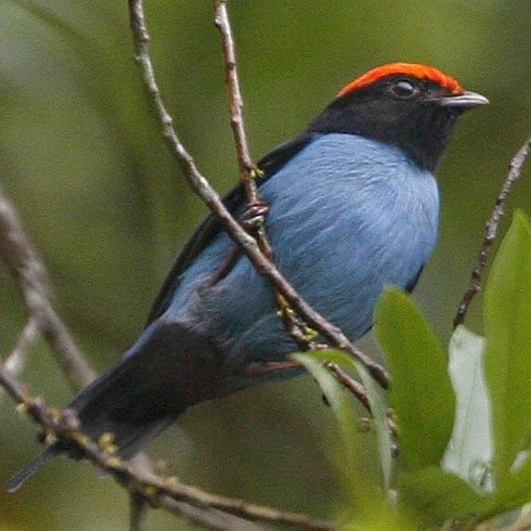 Blue-Manakin