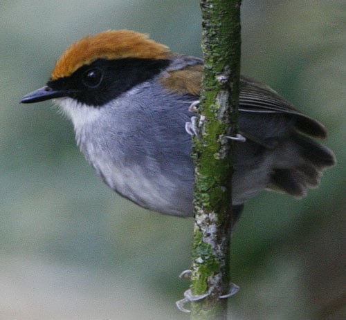 Black-cheeked-Gnateater