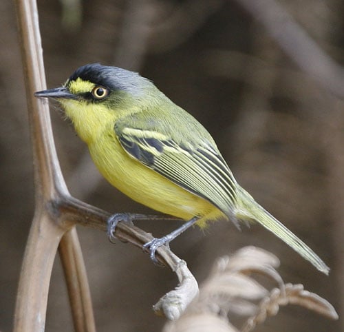 Yellow-lored-Tody-Flycatche