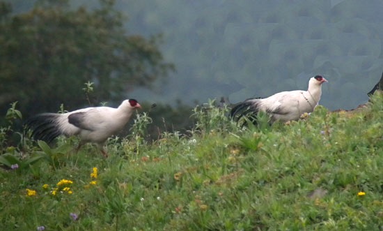 White-Eared-Pheasant-1