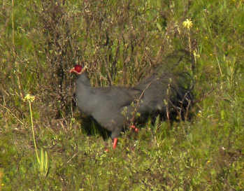 Blue-Eared-Pheasant