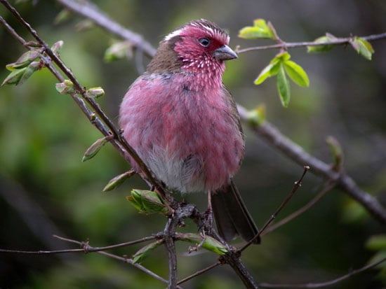 WB-Rosefinch-