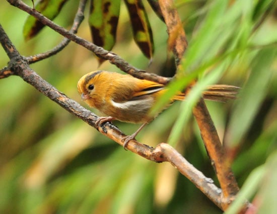 Fulvous-Parrotbill