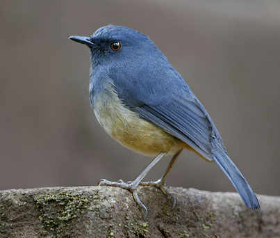 Nilgiri Blue Robin