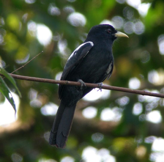 Yellow-billed Nunbird