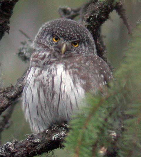 Eurasian Pygmy Owl