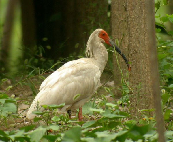 Crested Ibis copyright Bjorn Anderson