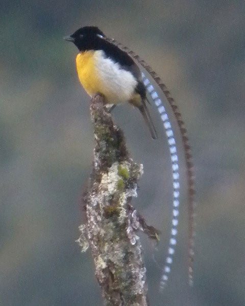 King-of-Saxony Bird-of-Paradise by Steve Bird