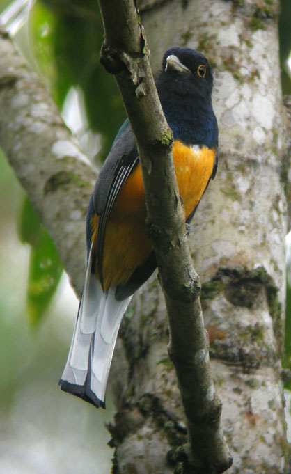 Surucua-Trogon Surucua-Trogon