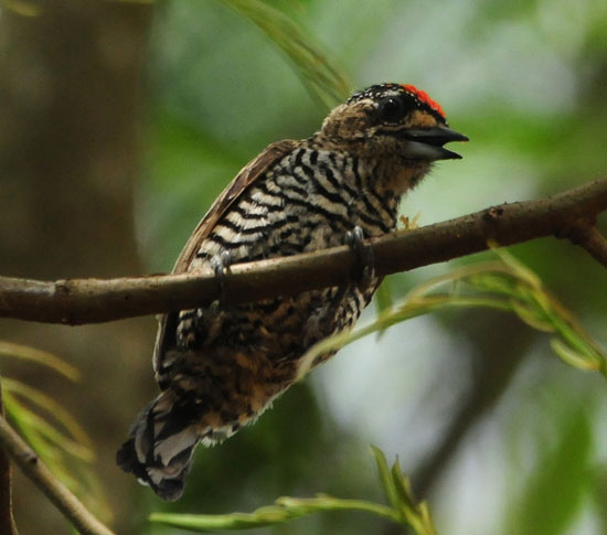 White-barred-Piculet White-barred-Piculet