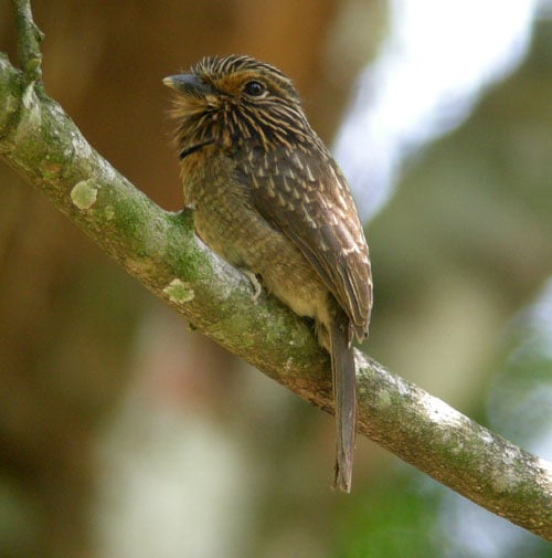 Crescent-chested-Puffbird Crescent-chested-Puffbird