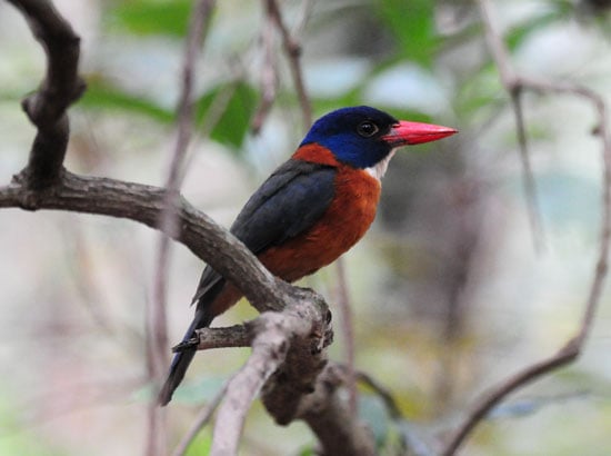 Green-backed-Kingfisher-1