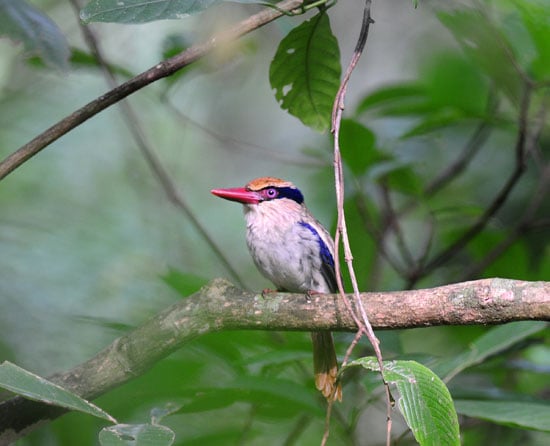 Lilac-cheeked-Kingfisher-1