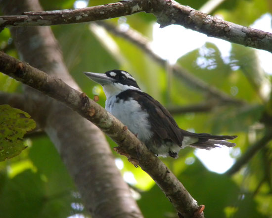 Sombre-Kingfisher