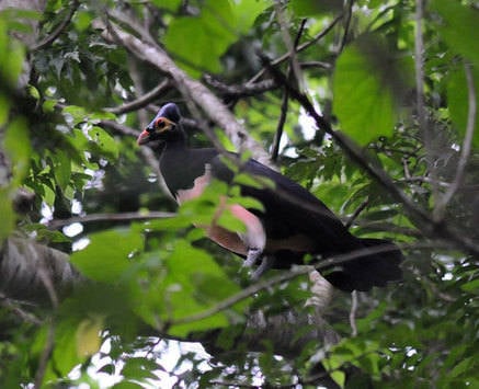 Maleo