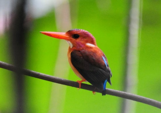 Sulawesi-Dwarf-Kingfisher-5