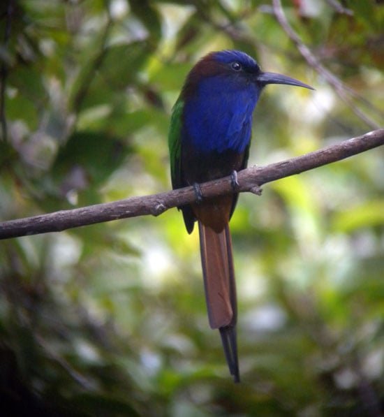 Purple-bearded-Bee-eater-A