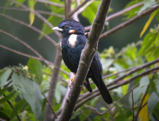 Sulawesi-Crested-Myna-1