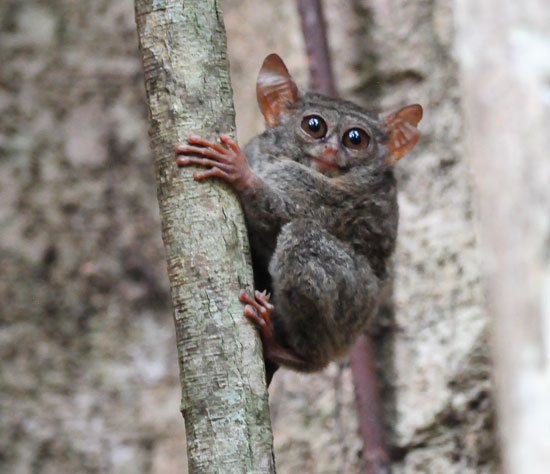 Spectral-Tarsier